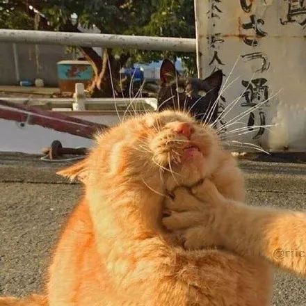 一组猫咪的情侣头像,够沙雕