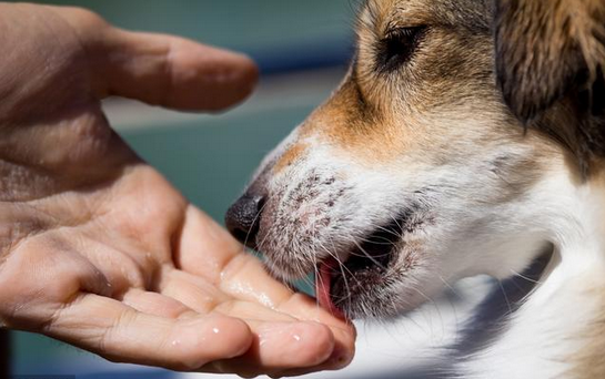 新浪（移动端）