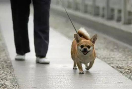 广州养犬管理放大招, 狗主可获得免费4件套, 还有机制处理流浪狗