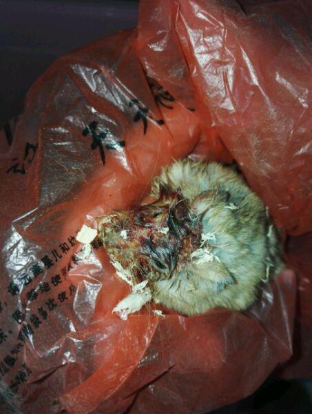 女孩求助,家里的仓鼠快被打死了,我看了眼原来是她将仓鼠合笼了