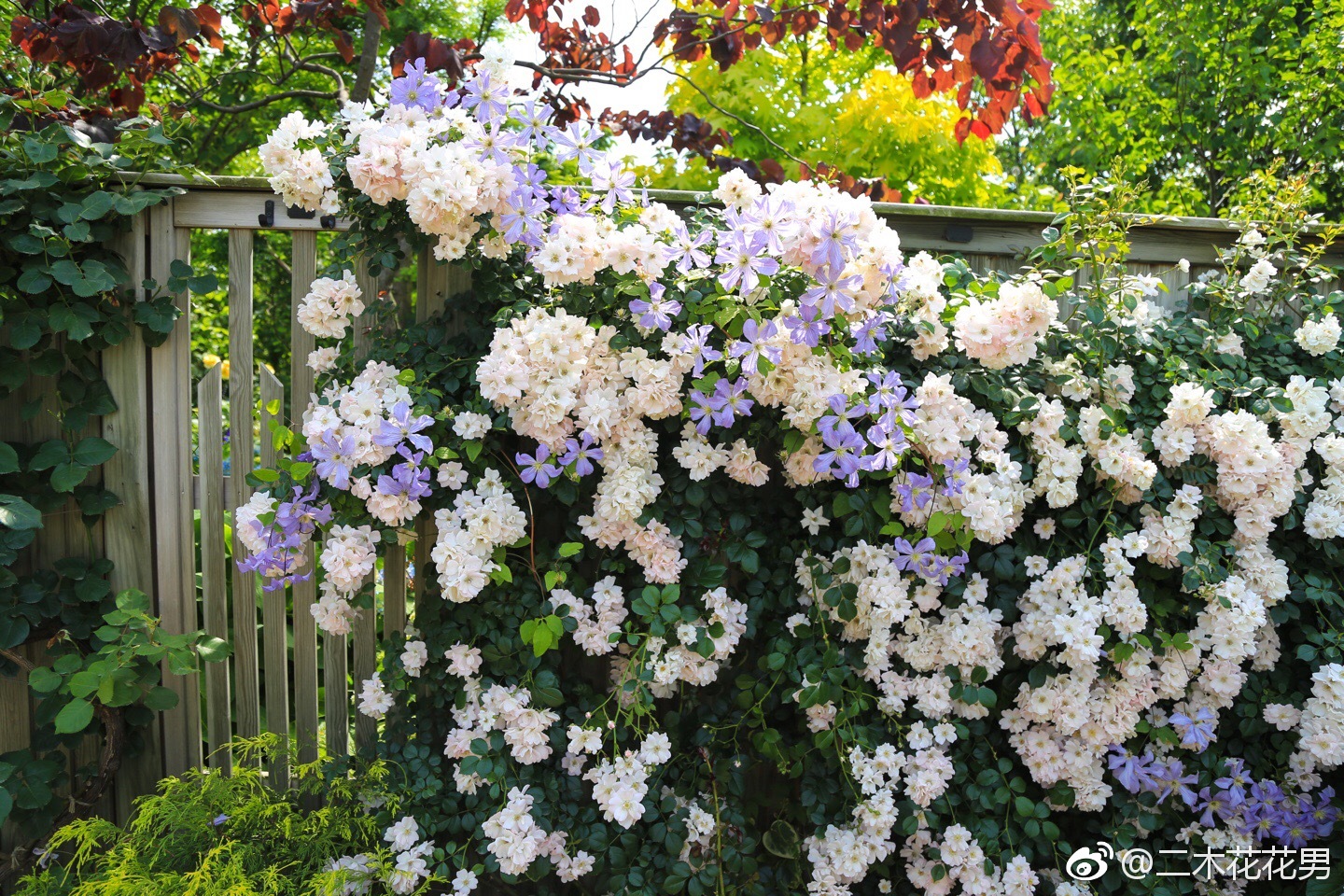 这组铁线莲和藤月蓝白色搭配简直太美!坐在国王椅上
