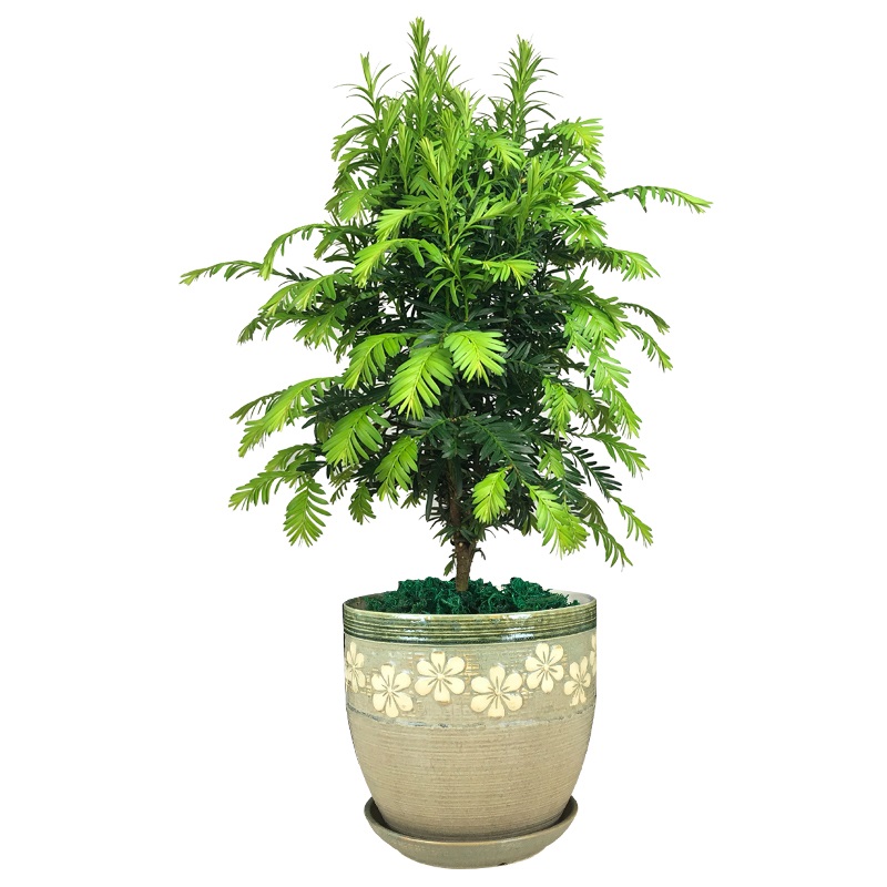 绿萝的真面目被揭穿了！花老板说漏嘴：真正吸甲醛的大佬原来是！