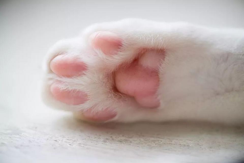 一大波超萌猫爪来袭,小肉垫很可爱呢