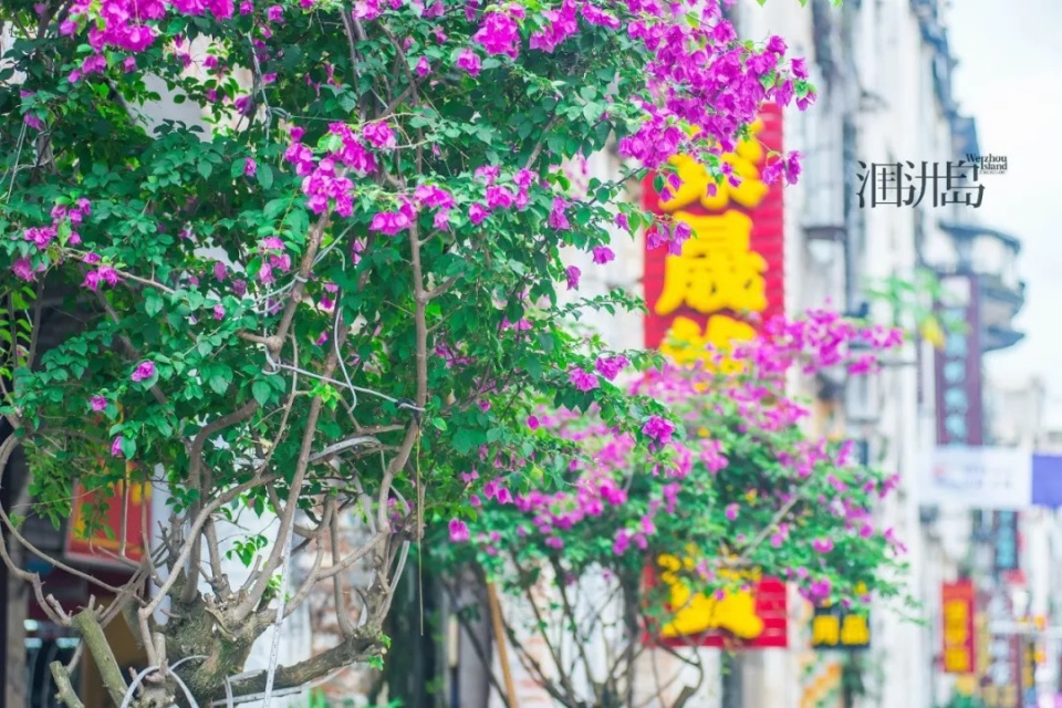 我在北海·涠洲岛发了个朋友圈,朋友都来问我