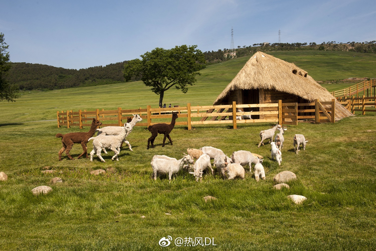旅顺中路英歌石对面的三寰牧场，六月十日正式营业，门前目前免费!