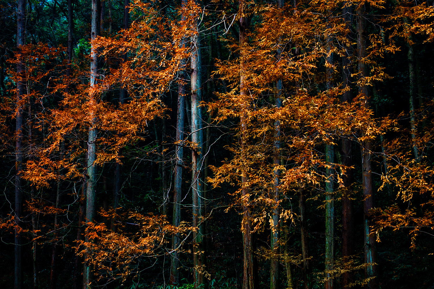 索尼黑卡6上市,被刷屏了吧。其实黑卡6并不是