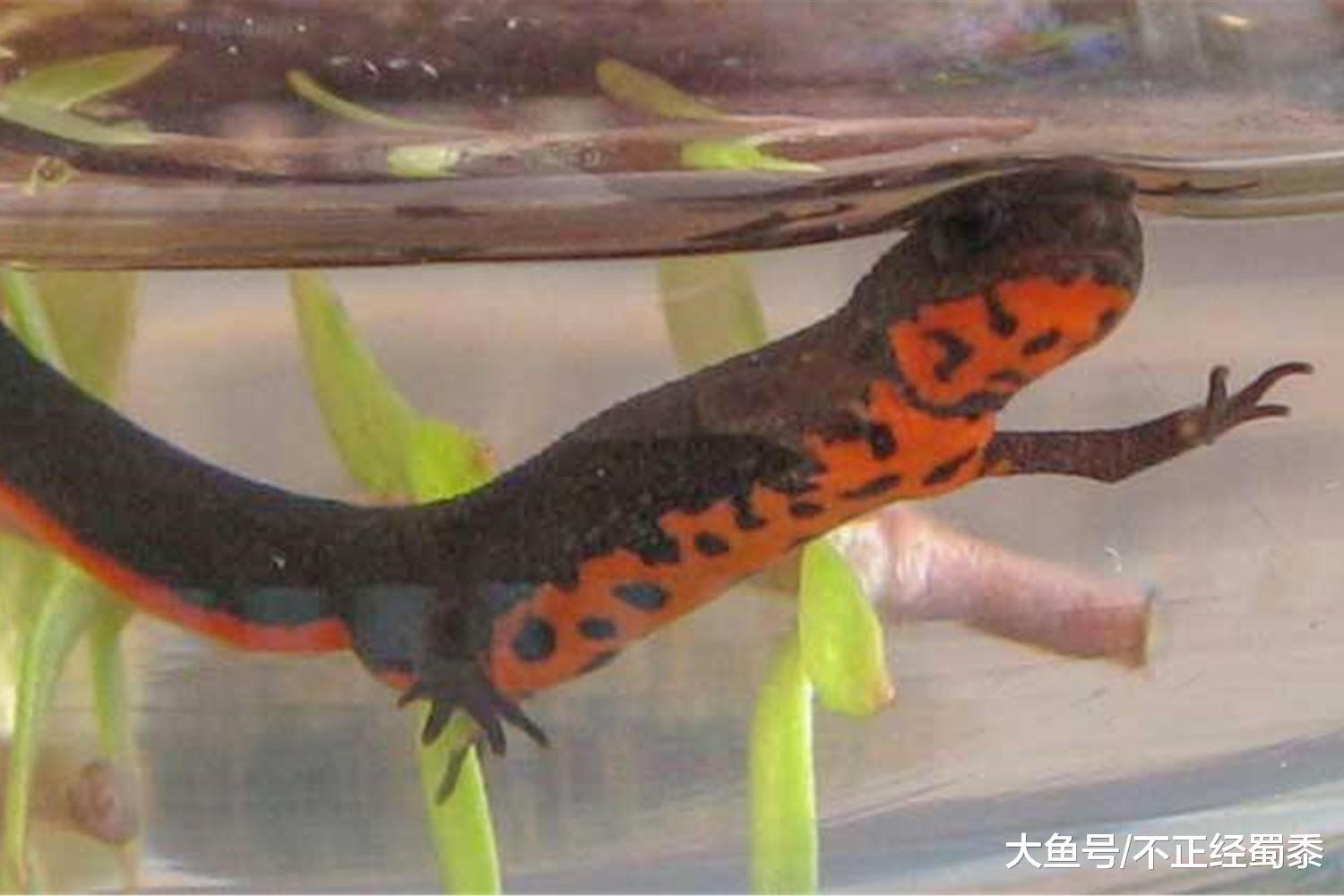 村民报警称抓到娃娃鱼? 民警一看: 不, 这是中国火龙