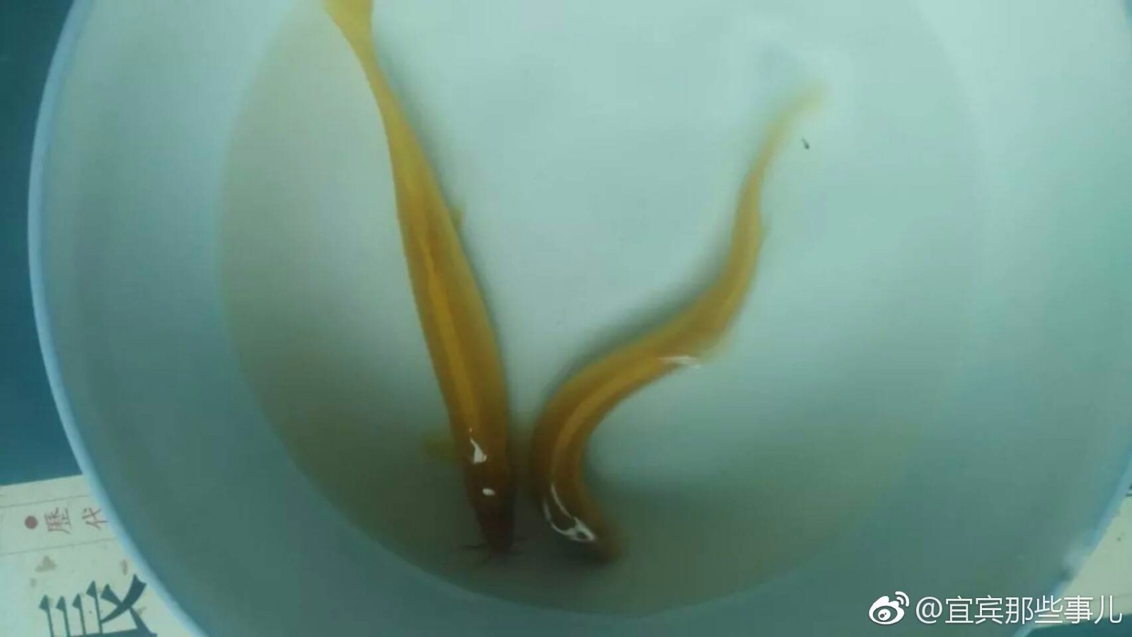 宜宾筠连一小河惊现“黄金泥鳅”!稀奇!