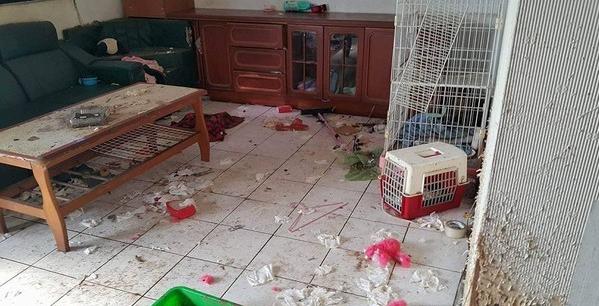 长蛆成白骨,女饲主饿死14只猫咪,屋内满满干枯