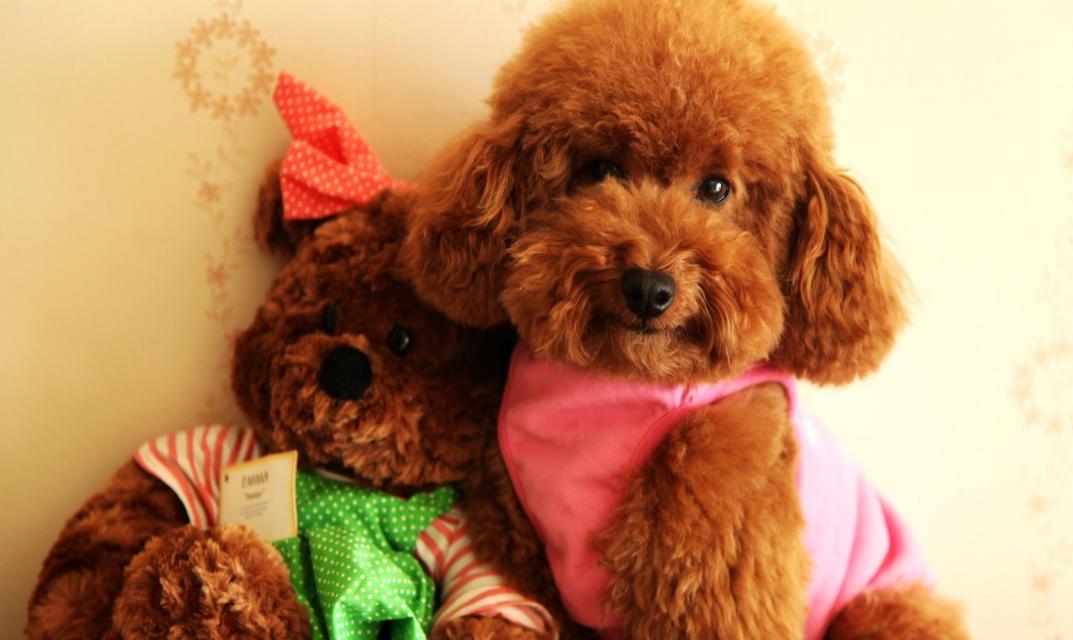 为什么泰迪总是喜欢和主人睡一起?原因竟然是