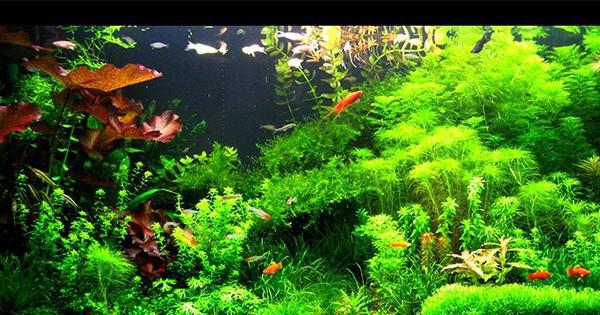 大师教你认识几种你用得上的水族造景风格