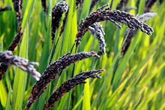 平常经常喝的黑米粥,你了解过黑米吗?和大米有