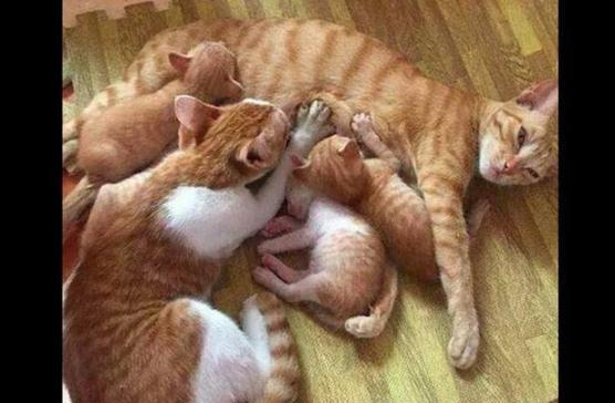 公猫光明正大跟孩子们抢奶喝,母猫表情崩溃:你不觉得害臊吗?