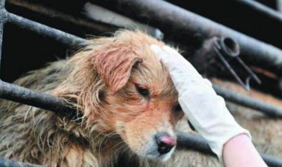 为什么西方人不吃狗肉?世界上有哪些国家吃狗