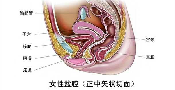 每个人女人的盆腔都有毒