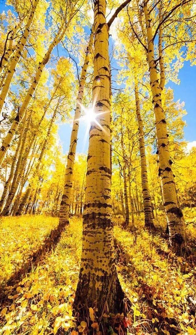 秋天去哪里赏秋 呼伦贝尔额尔古纳的白桦林 白桦林 额尔古纳 赏秋 新浪新闻