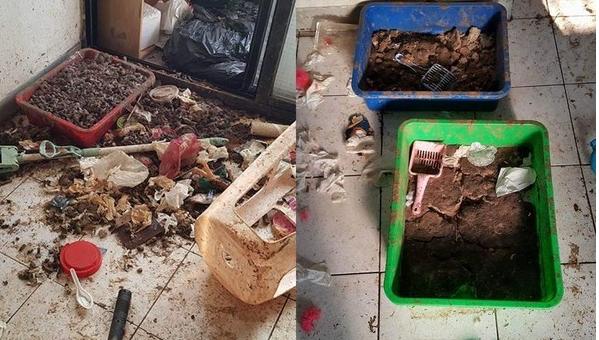 长蛆成白骨,女饲主饿死14只猫咪,屋内满满干枯