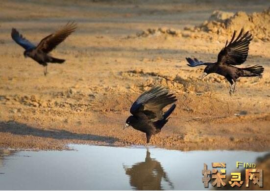 乌鸦悖论逻辑学的错误,归纳法终于被推翻(颠覆