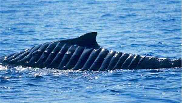 鲸鱼一旦撞在航母螺旋桨上,还能存活多久?答案