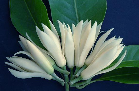 这三种名贵花卉一定要种一棵,香飘十里,有钱人