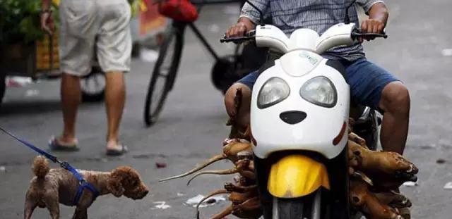 铲屎官们看好狗狗,药狗的最近很猖獗,别让你的