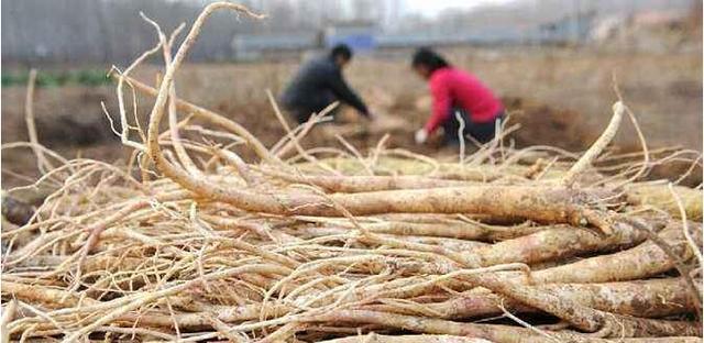 西北干旱地区适合种植哪些优质中药材?