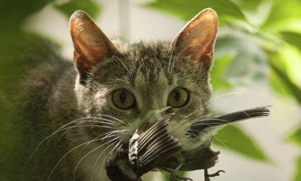 猫是鸟类头号杀手?美国野猫一年可杀死24亿只
