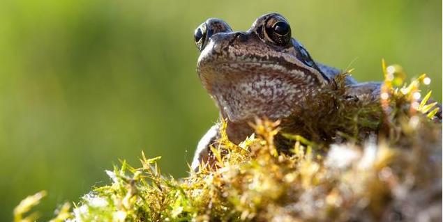 动物童话:青蛙跟小鸭子的故事