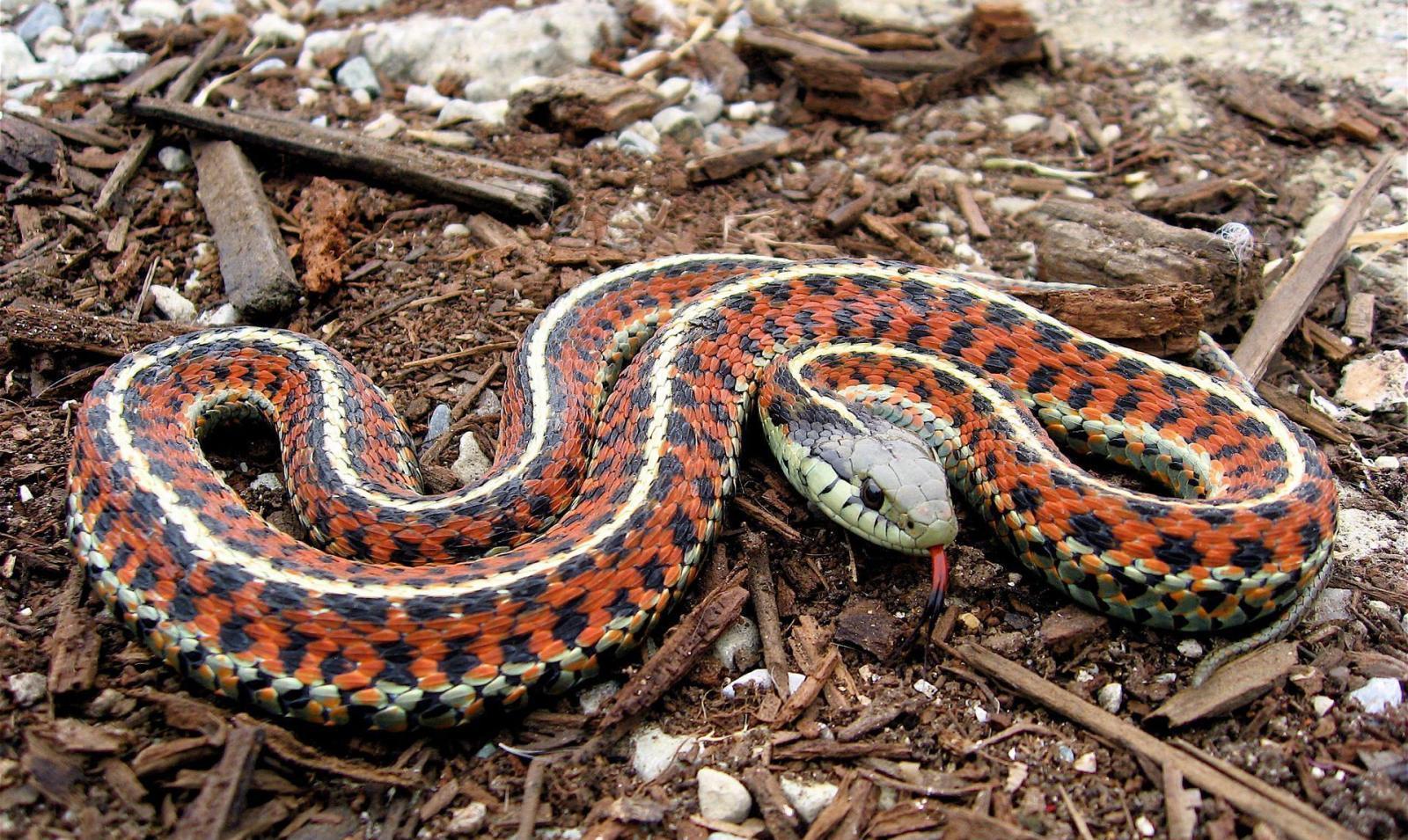 当你遇到蛇时, 你应该怎么做?