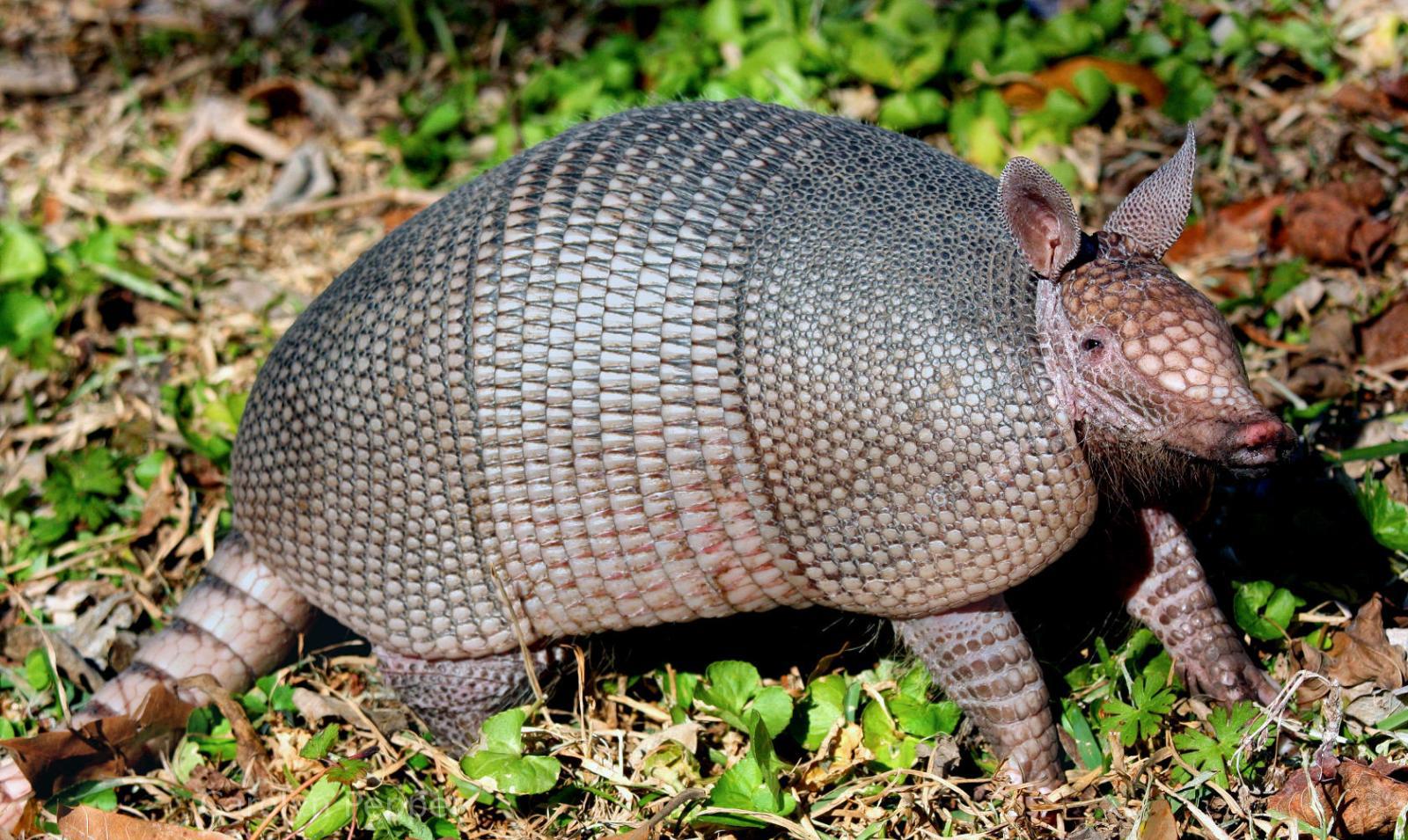 犰狳和穿山甲的区别图片