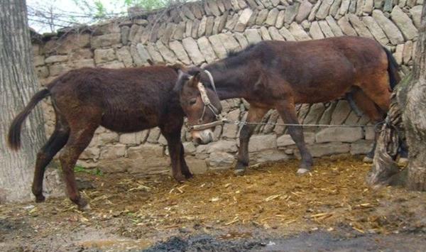 为什么农村人从来不吃骡子肉?