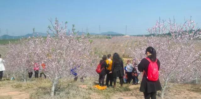 千亩浪漫桃园,等着你去花海行运!