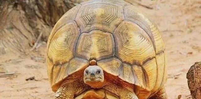 日本个人饲养宠物龟合不合法?