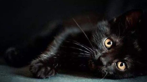 猫咪真能看见脏东西?主人:它总是半夜突然盯