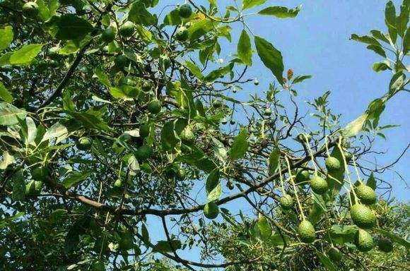 农村种植的骗局,北方朋友注意了,牛油果不适合