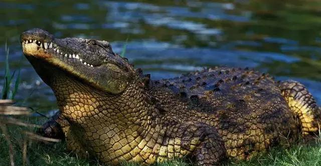 全球十大动物咬合力排行榜, 第十名就很厉害了