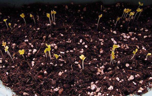 这个菜一年四季可以种,播种一个月就可采摘,比