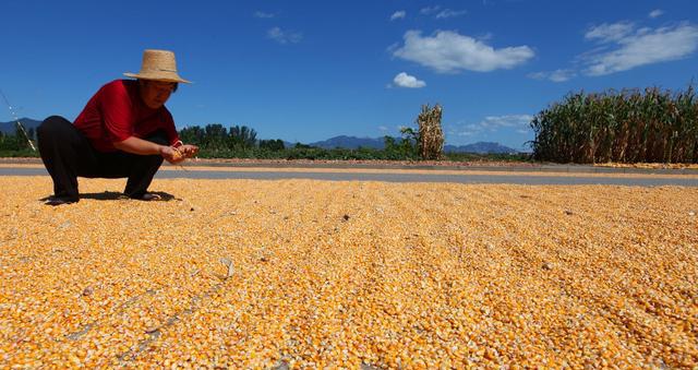 国庆节前后玉米收购价多少钱一斤?2018年全国