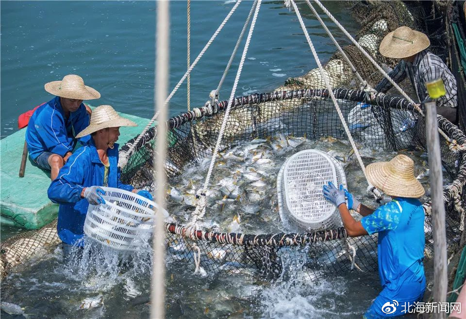 大丰收！北海万吨金鲳鱼“游”进欧美市场