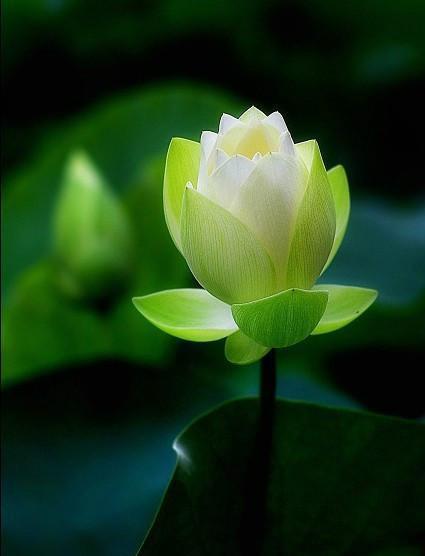 遮天:大帝当中最强之一,力压群雄证道为帝,拥有