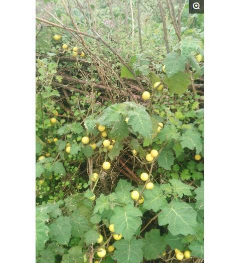 农村常见的10种植物城里人奉为灵丹妙药你见过几种
