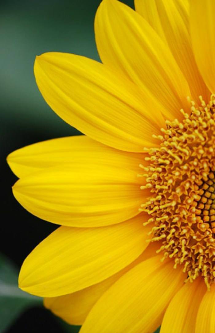 唯美向日葵,亮丽黄色让心情变美,高清手机壁纸