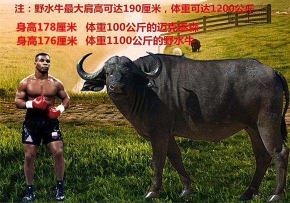 为什么都说拳王泰森可以打死一头牛?看看这些