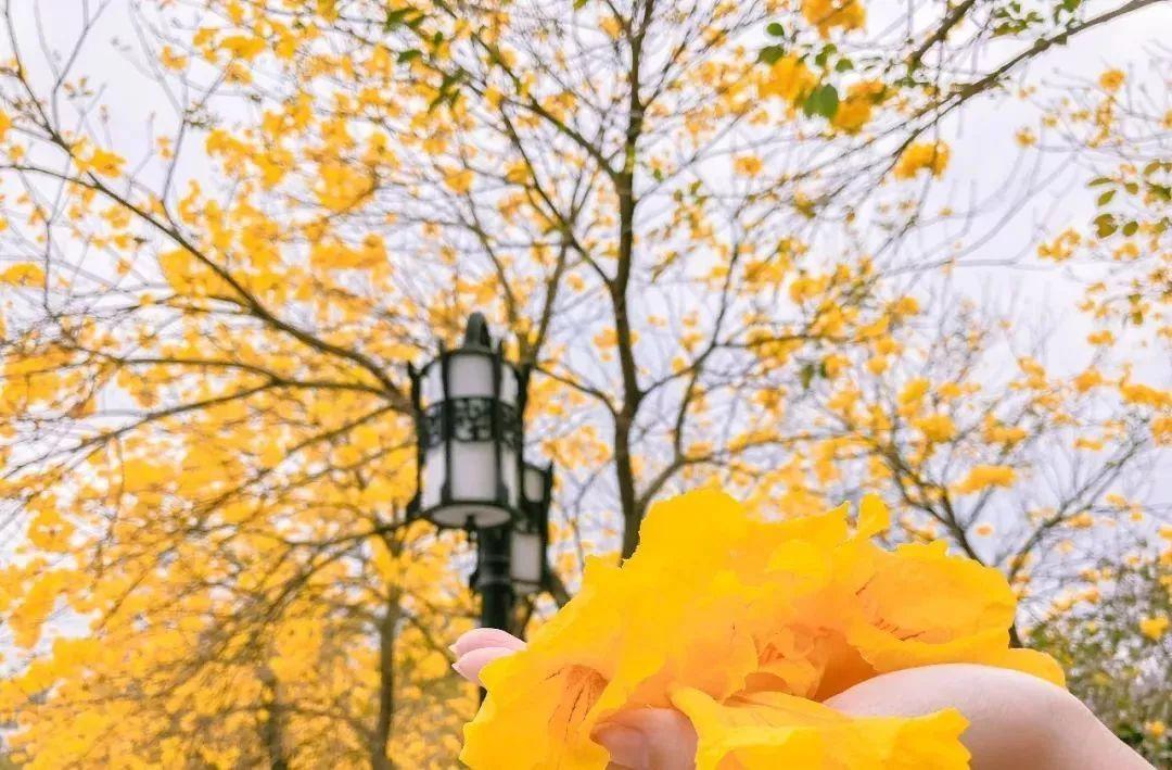 美过武大樱花! 深圳隔壁这所高校的免费花海火了, 半小时直达!