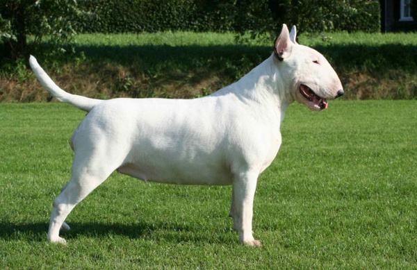 世界上最凶的狗第一名是什么品种?世界十大猛