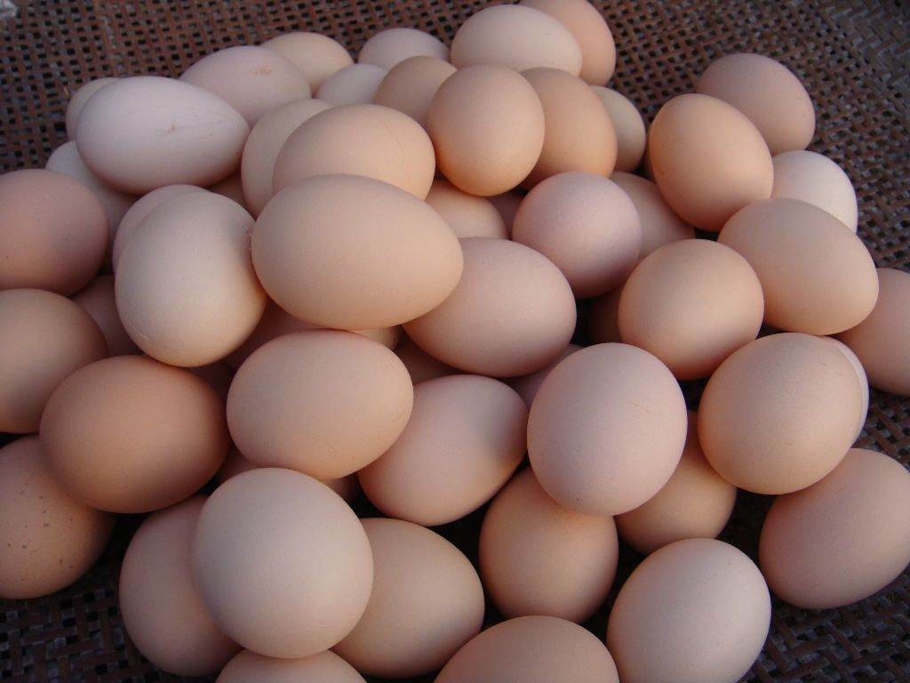 如何看待吃鸡蛋只吃蛋清,不吃蛋黄