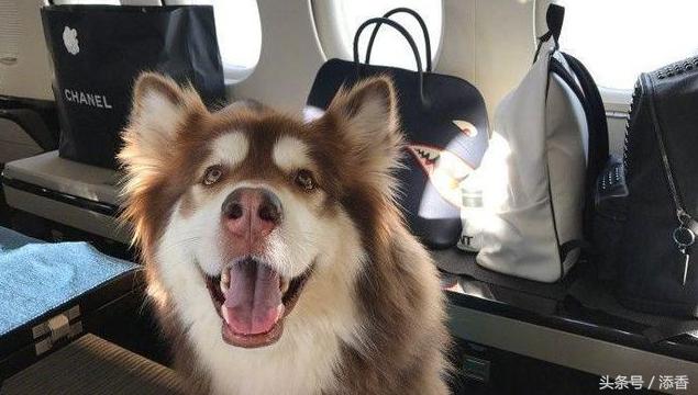 王思聪的真爱不是网红,他的最爱是王可可!不信