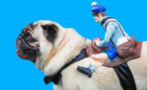 养过巴哥犬的人，都是这样说的···