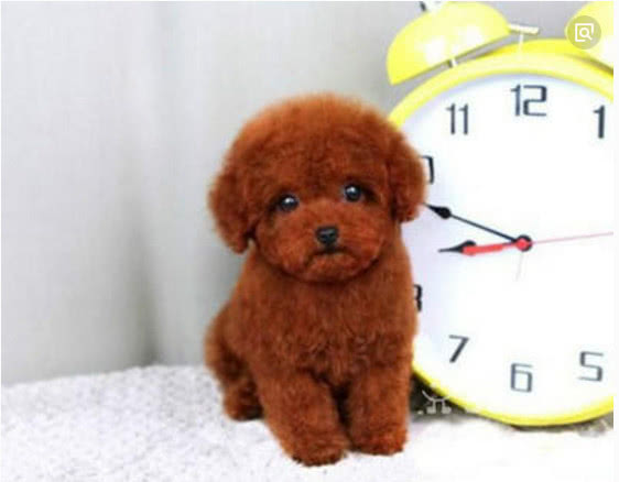 世界上最小的狗类 泰迪犬的一种 但是却长得