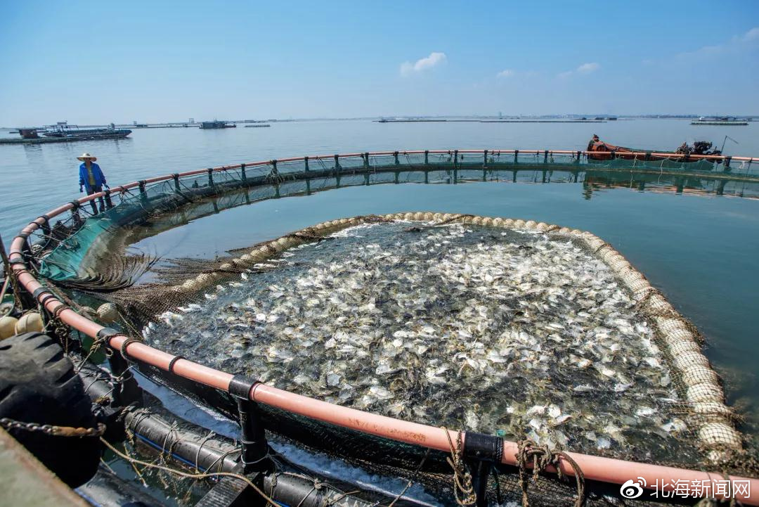 大丰收！北海万吨金鲳鱼“游”进欧美市场